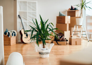 Une plante en pot, des cartons dans le séjour d'un appartement neuf. Illustration du thème du déménagement.