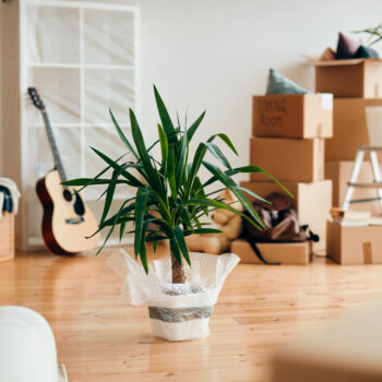 Une plante en pot, des cartons dans le séjour d'un appartement neuf. Illustration du thème du déménagement.